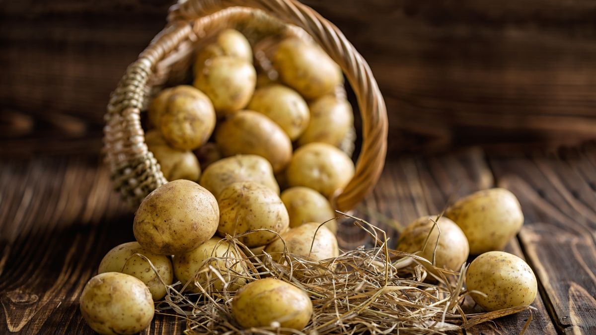 Kartoffeln lagern: 10 Profi-Tipps Ein Korb mit frischen Kartoffeln, teilweise auf Stroh liegend, auf einem Holztisch.