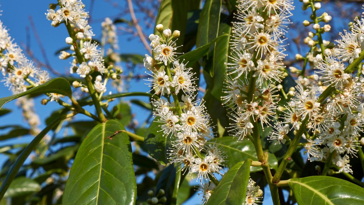 Blühender Kirschlorbeer mit weißen Blüten und grünen Blättern im Garten.