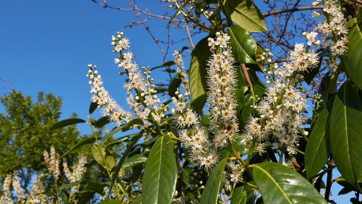 Blühender Kirschlorbeer mit weißen Blüten und grünen Blättern vor blauem Himmel.
