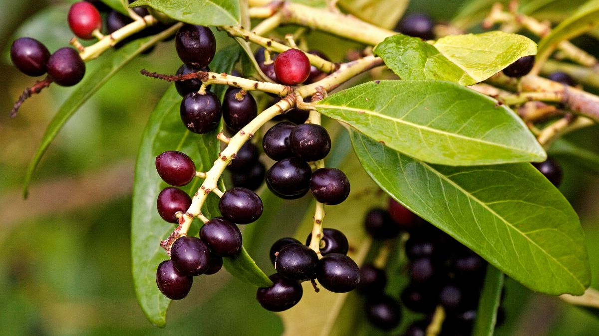 Dunkle Beeren des Kirschlorbeers an einem grünen Zweig.