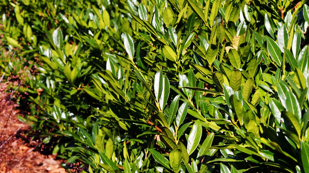 Dichte grüne Blätter des Kirschlorbeers in einem Garten.