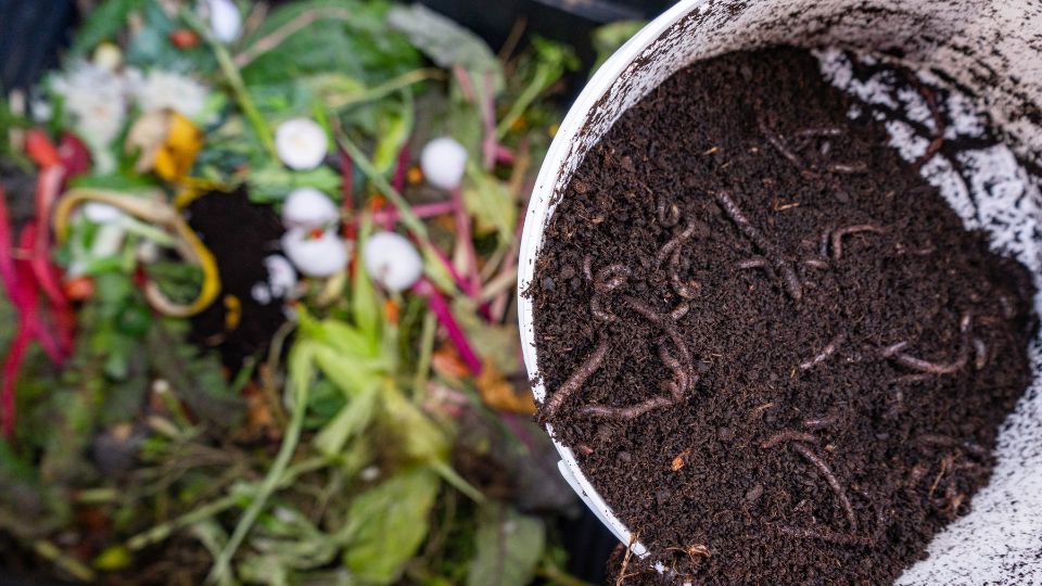 Ein Eimer mit frischem Kompost und Regenwürmern, umgeben von Gartenabfällen.