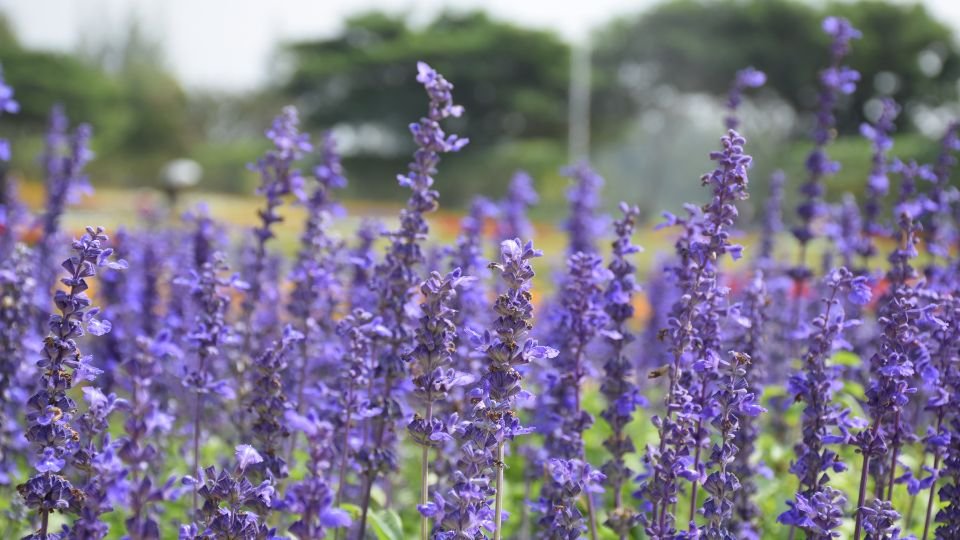 Lila Lavendelblüten in voller Blüte, umgeben von grünem Laub.