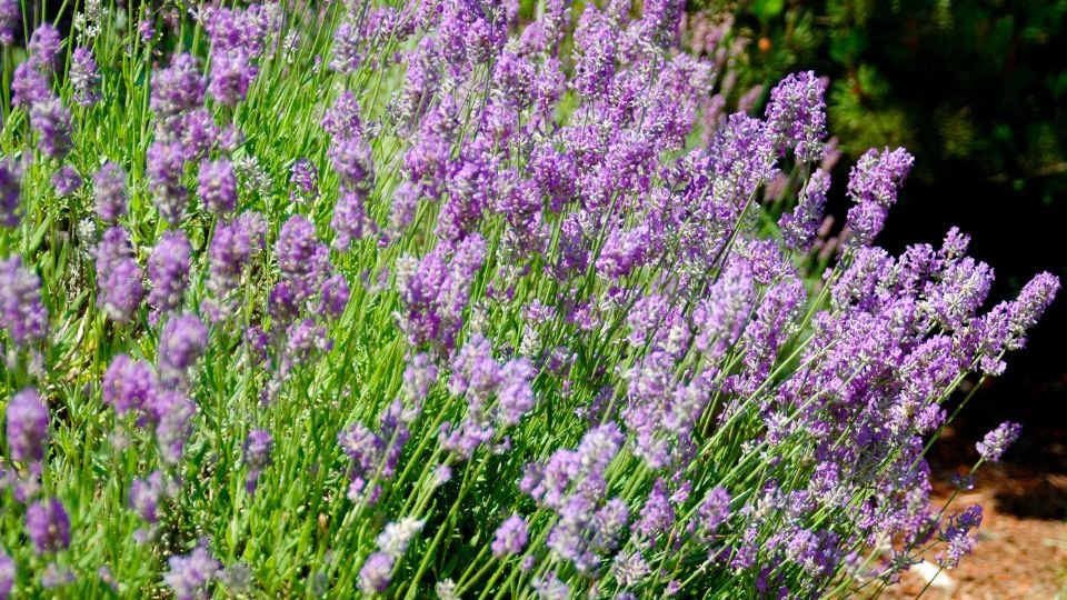 Ein blühender Lavendelstrauch mit lila Blüten und grünem Laub.
