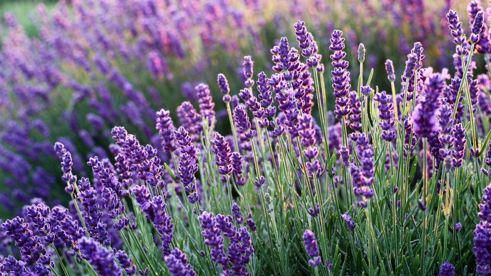 Blühender Lavendel mit lila Blüten und grünem Laub im Garten.