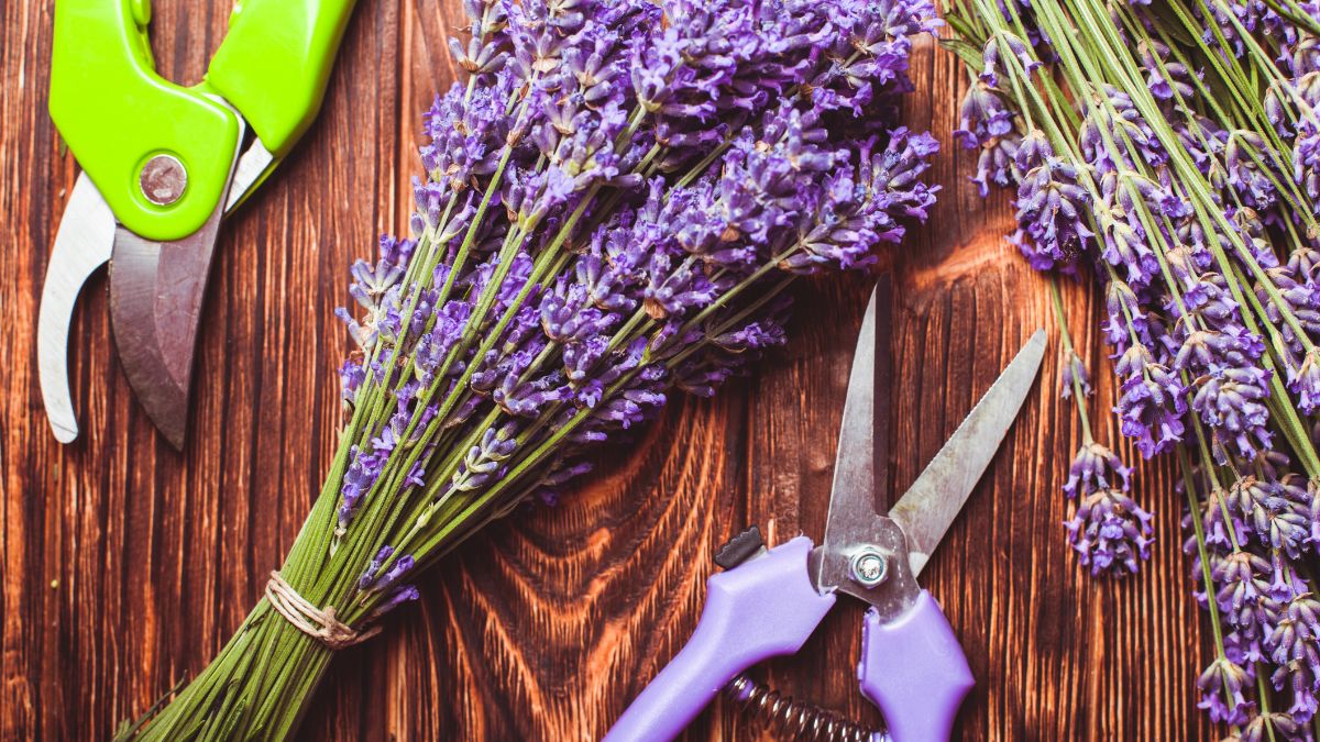 Ein Bündel frischer Lavendel mit Scheren auf einem Holztisch.