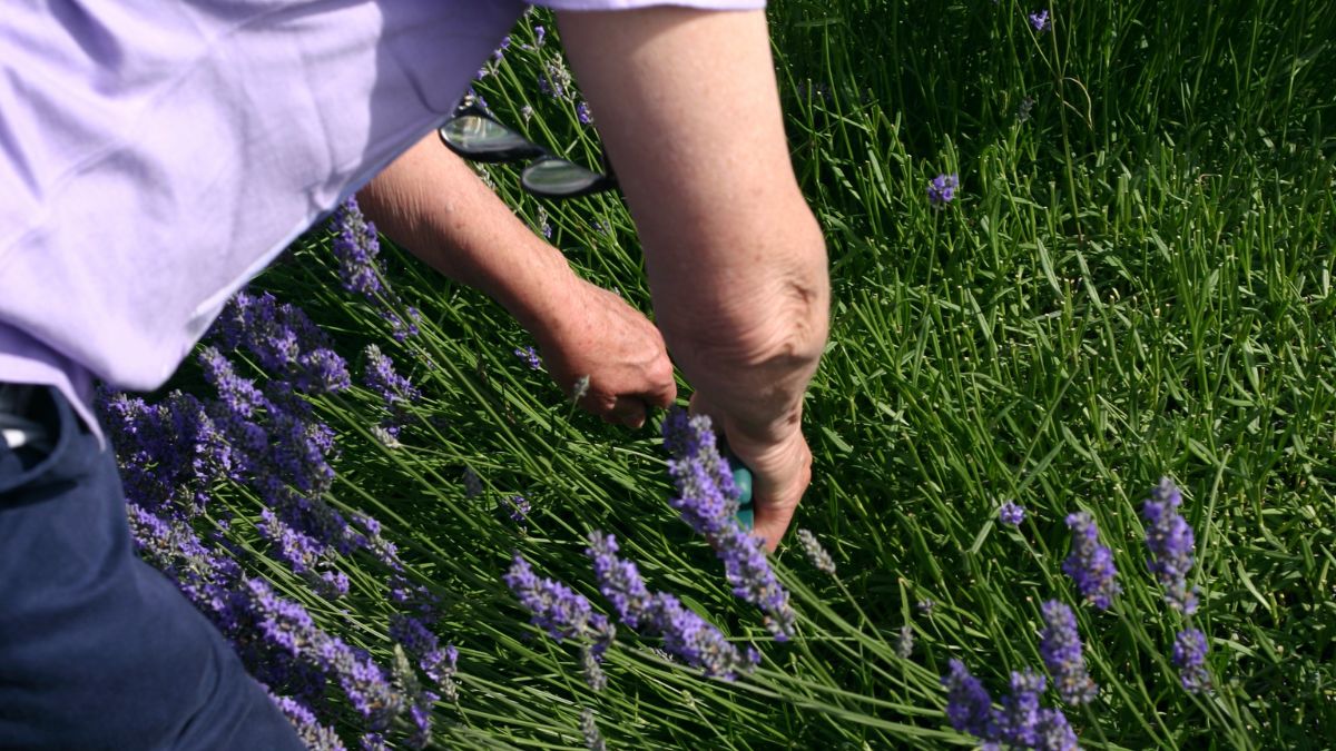 Eine Person schneidet Lavendel mit beiden Händen in einem Garten.