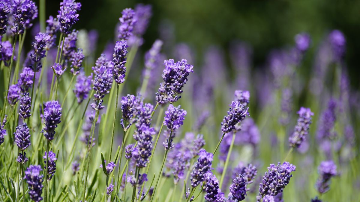 Blühender Lavendel mit violetten Blüten in einem Garten.