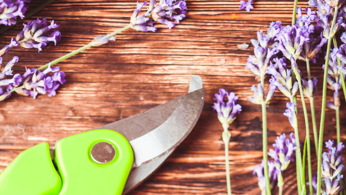 Eine Gartenschere liegt neben frischen Lavendelblüten auf einem Holztisch.