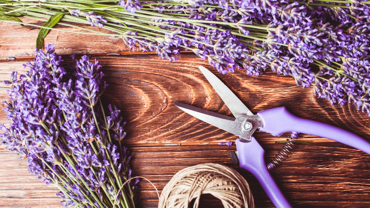 Eine Schaufel mit frischem Lavendel und einer Schere auf einem Holztisch.