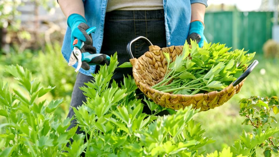 Eine Person schneidet frische Liebstöckel-Pflanzen im Garten.