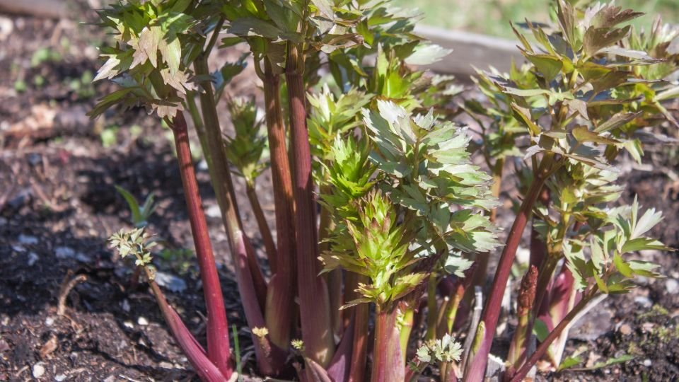Liebstöckel-Pflanze mit grünen Blättern und roten Stängeln im Garten.