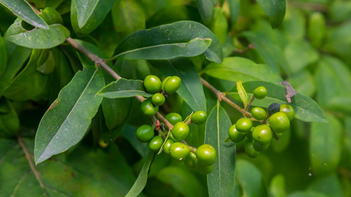 Grüne Ligusterbeeren wachsen an einem Zweig zwischen dichten Blättern.
