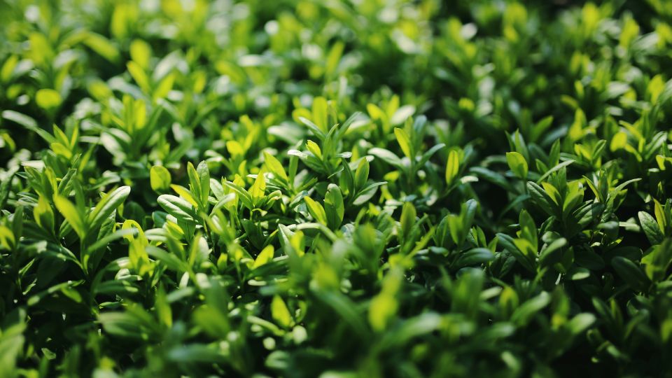 Dichte, grüne Ligusterpflanzen mit glänzenden Blättern im Garten.