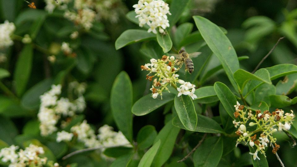 Nahaufnahme von Ligusterblüten mit einer Biene, die Nektar sammelt.