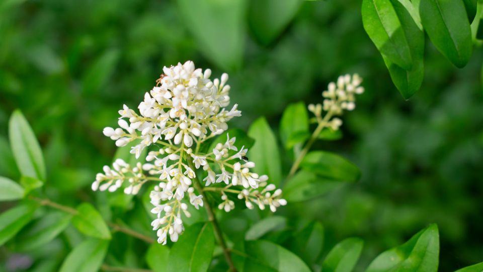 Blühender Liguster mit weißen Blüten und grünen Blättern im Garten.