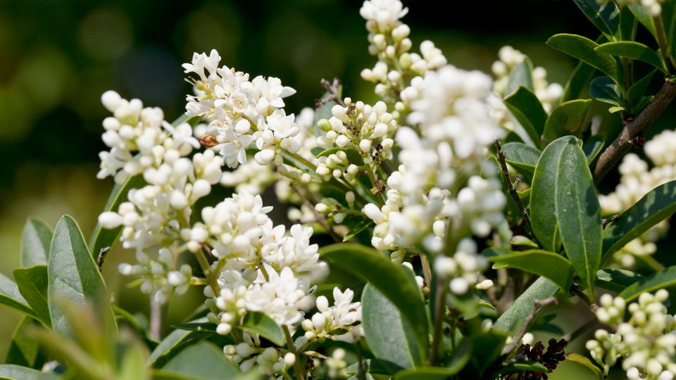 Blühender Liguster mit weißen Blüten und grünen Blättern im Garten.