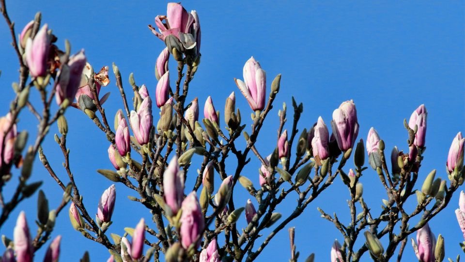 Zweige einer Magnolie mit rosa Knospen vor klarem blauen Himmel.