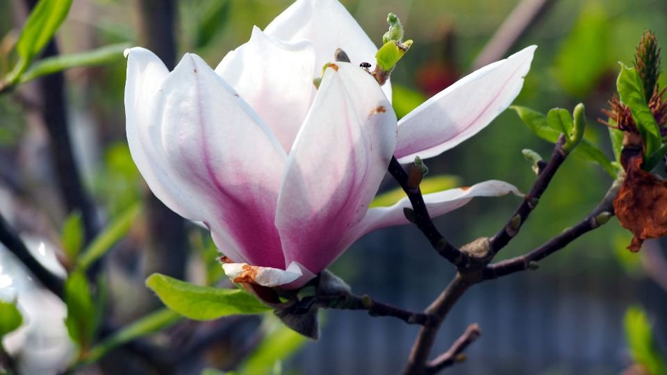 Eine blühende Magnolie mit weißen und rosa Blütenblättern an einem Ast.