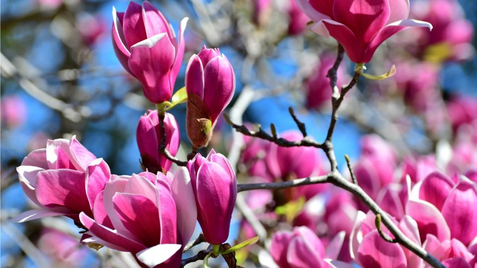 Nahaufnahme von leuchtend pinken Magnolienblüten am Baum.