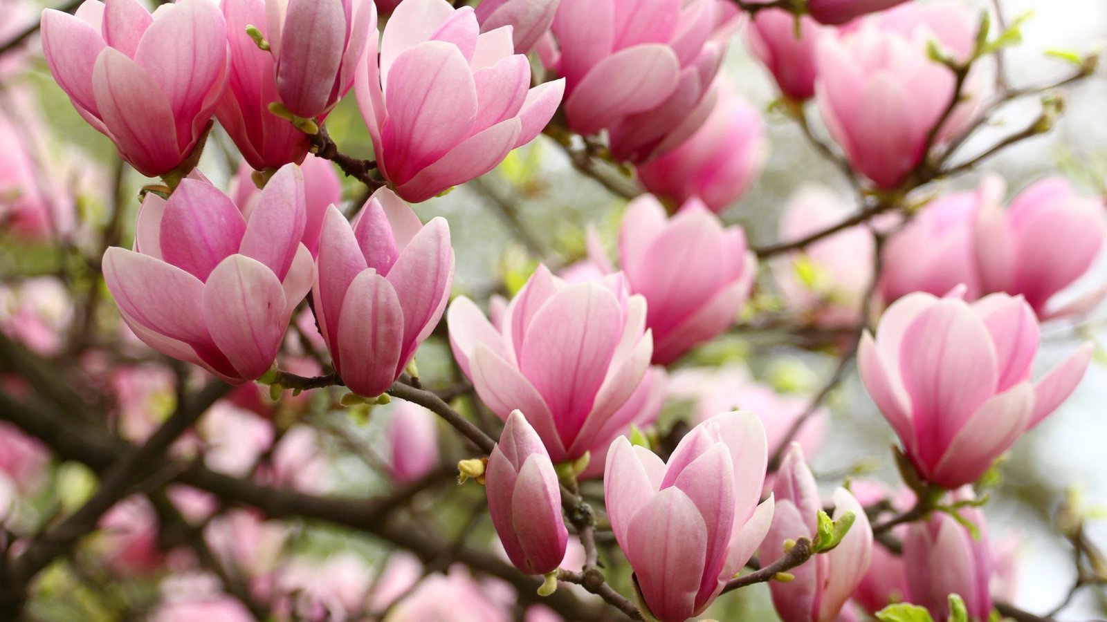 Nahaufnahme von blühenden Magnolien mit zarten rosa Blütenblättern.