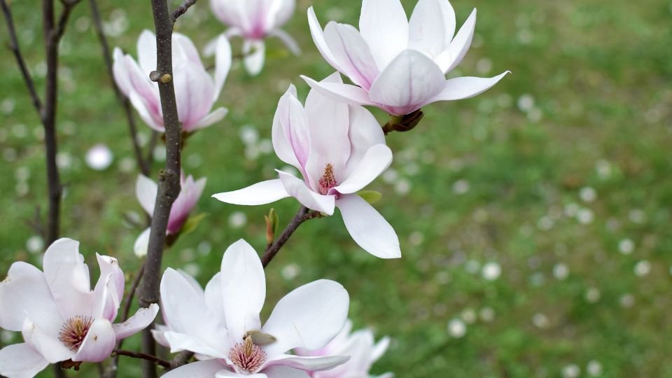 Blühende Magnolienblüten in sanften Rosatönen auf einem grünen Hintergrund.