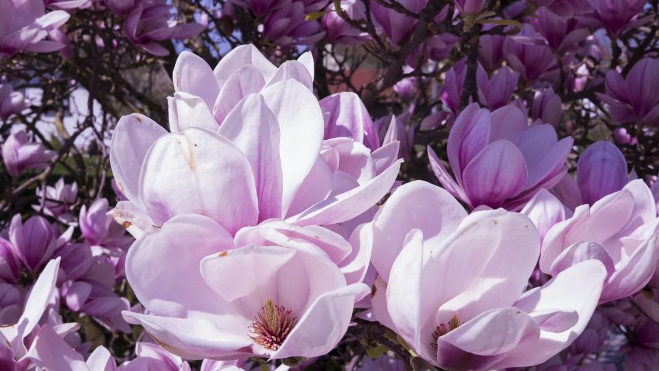 Nahaufnahme von blühenden Magnolien mit zarten rosa Blütenblättern.