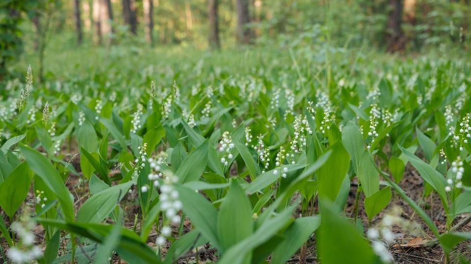Ein blühendes Maiglöckchenfeld mit weißen Blüten und grünen Blättern im Wald.
