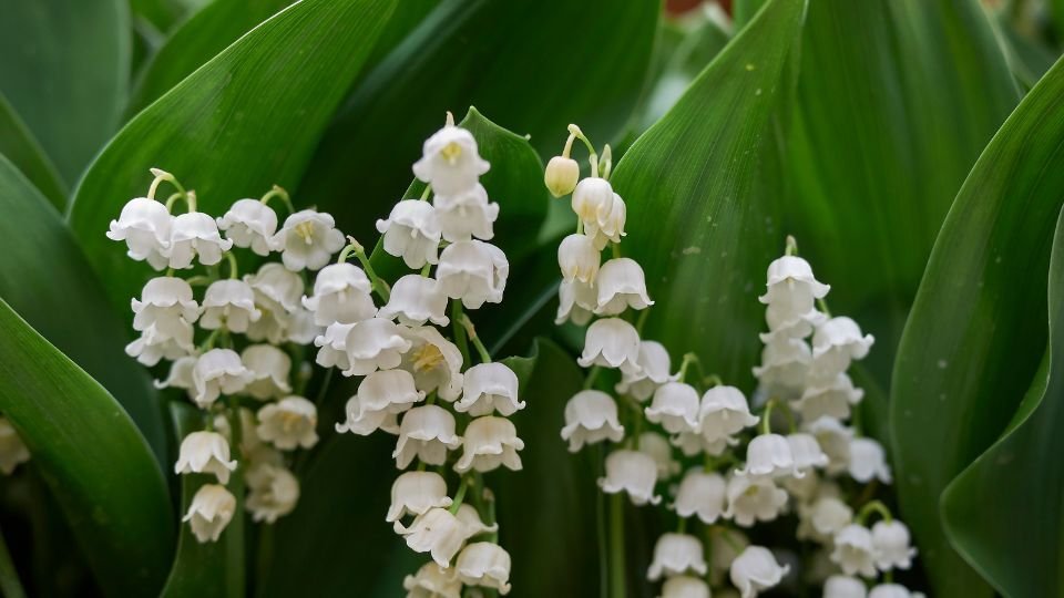 Zarte, weiße Maiglöckchen blühen zwischen grünen Blättern.
