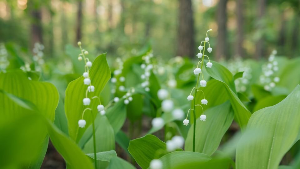 Blühende Maiglöckchen mit weißen Blüten und grünen Blättern im Wald.