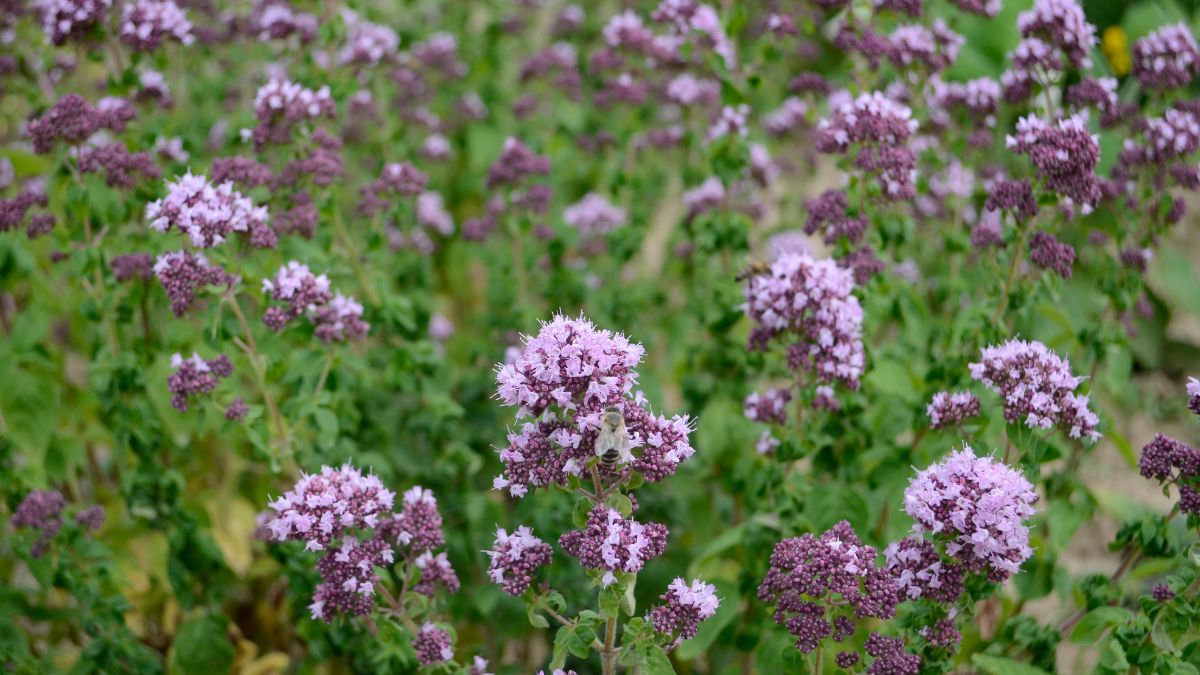 Blühender Majoran mit zarten lila Blüten in einem Garten.