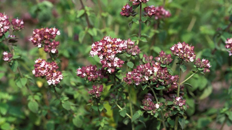 Blühender Majoran mit zarten rosa und weißen Blüten in einem Garten.