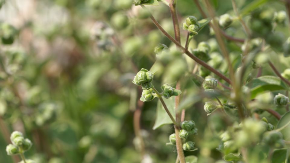 Nahaufnahme von Majoranpflanzen mit grünen Knospen im Garten.