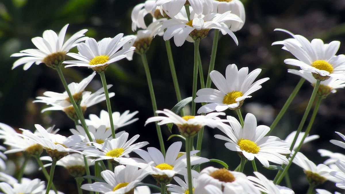 Margeriten (Leucanthemum) Eine Gruppe von weißen Margeriten mit gelben Mitteln in einem Garten.