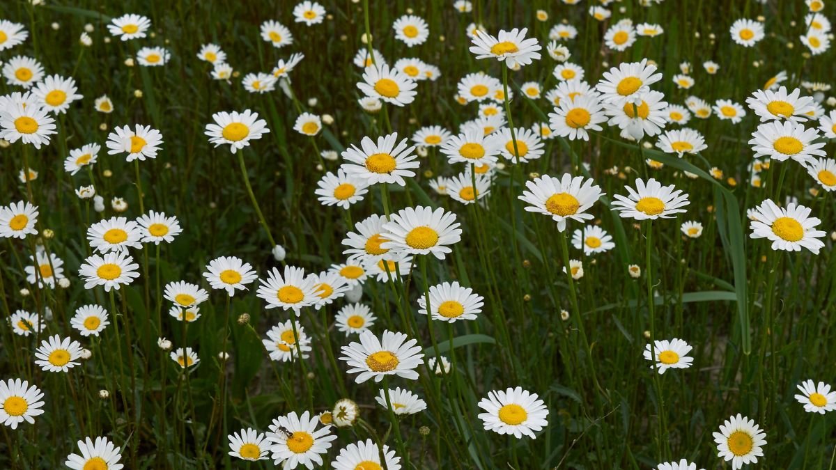 Margeriten (Leucanthemum) Ein Feld voller blühender Margeriten mit weißen Blüten und gelben Mitteln.