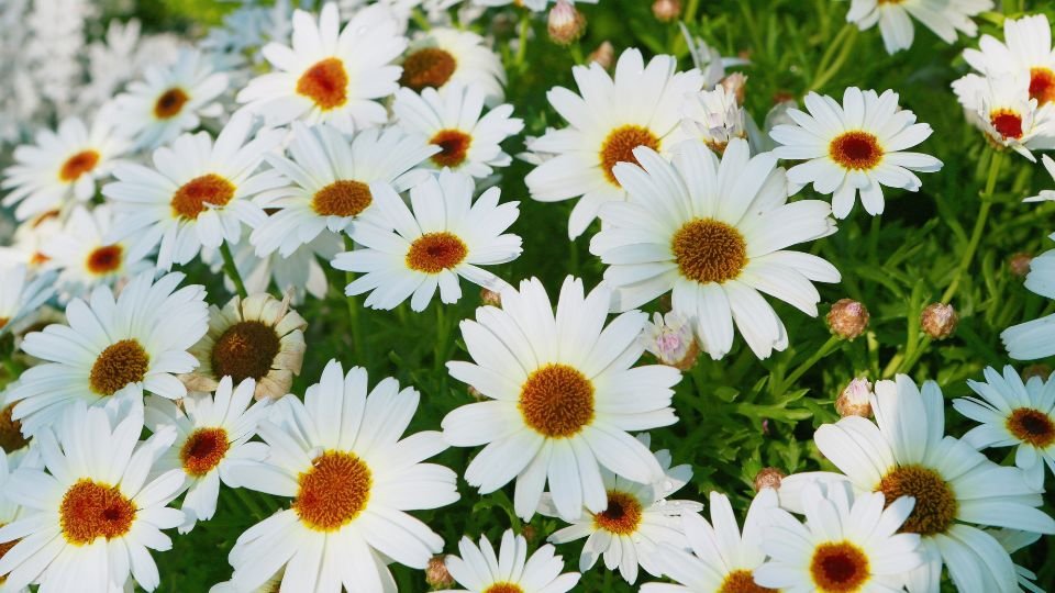 Eine Vielzahl von Margeriten mit weißen Blüten und gelben Mitteln in einem Garten.