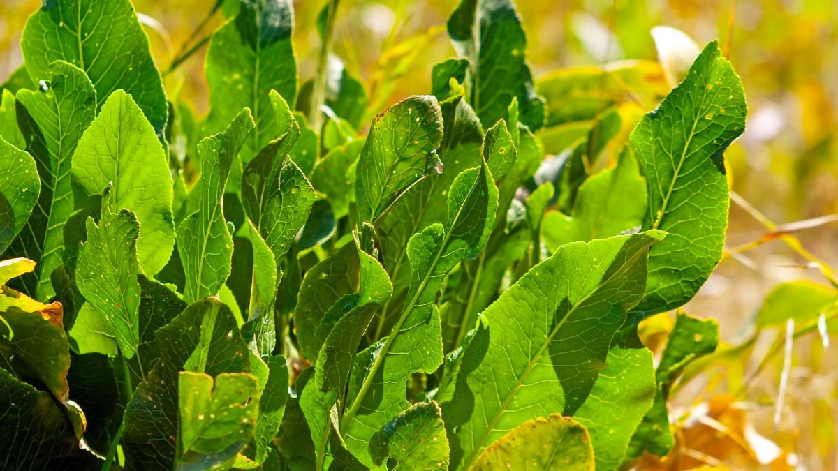 Frische Meerrettichblätter in einem Bio-Garten, leuchtend grün und gesund.