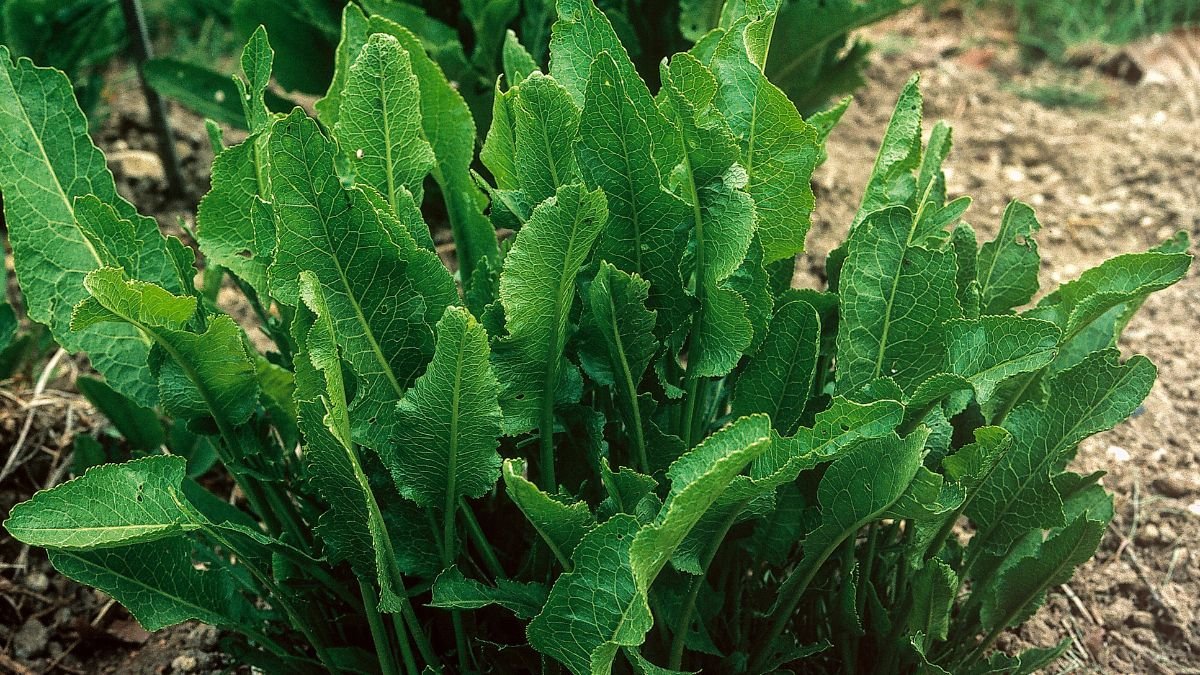 Frische Meerrettichblätter in einem Bio-Garten, grün und saftig.