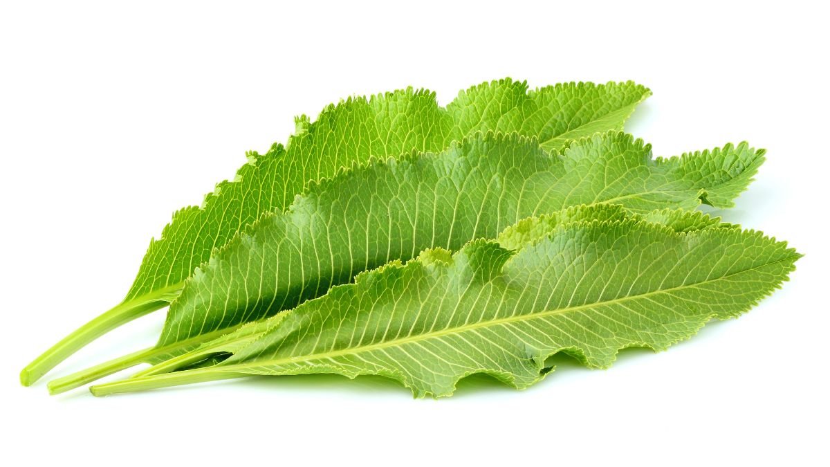 Frische Meerrettichblätter mit grünen, gezackten Rändern auf weißem Hintergrund.