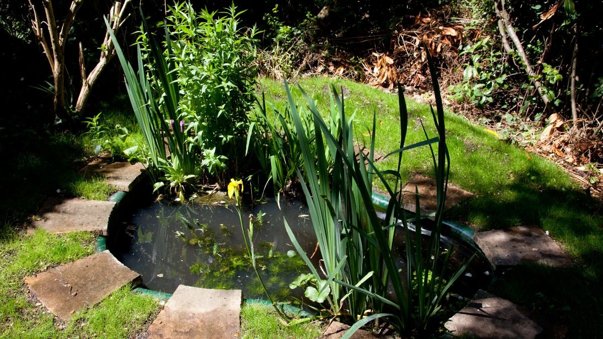 Miniaturgärten: Klein, aber fein Ein kleiner Teich umgeben von üppigem Grün und Pflanzen in einem Miniaturgarten.