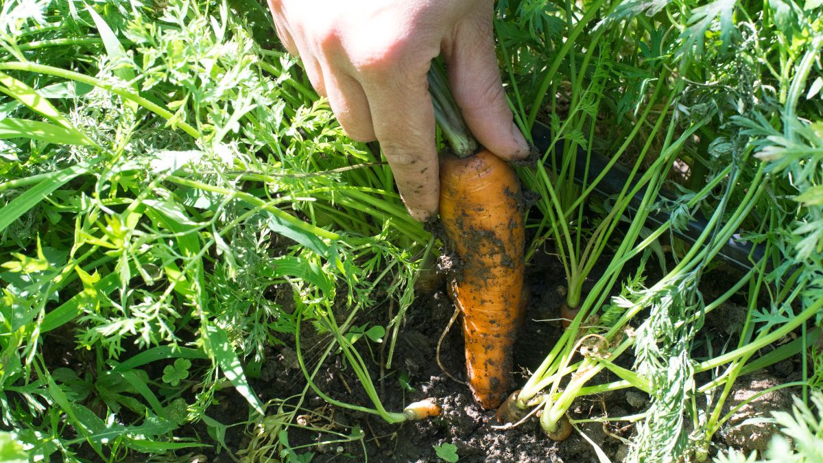 Eine Hand greift nach einer frisch geernteten Karotte im Garten.