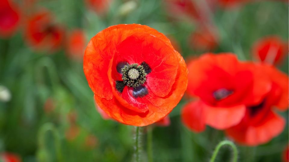 Leuchtend rote Mohnblüte mit schwarzem Zentrum in einem Garten.