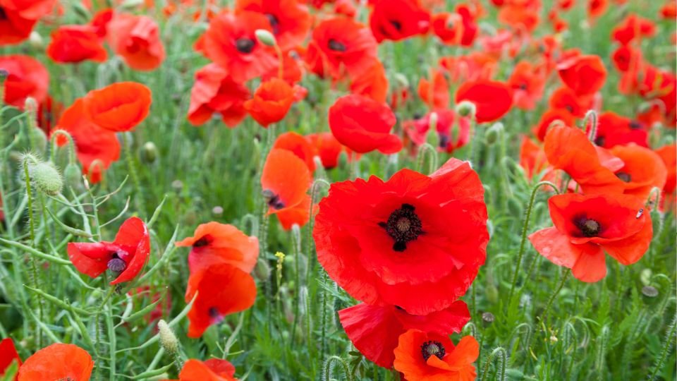 Leuchtend rote Mohnblüten in einem grünen Feld, die den Frühling verkörpern.