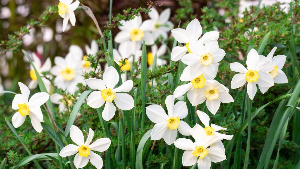 Weißblühende Narzissen mit gelben Trompeten in einem Garten.