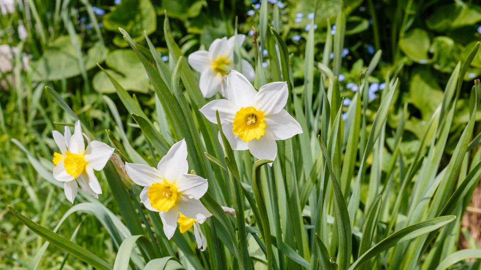 Narzissen (Narcissus) Weiße Narzissen mit gelben Trompetenblüten in einem Garten.