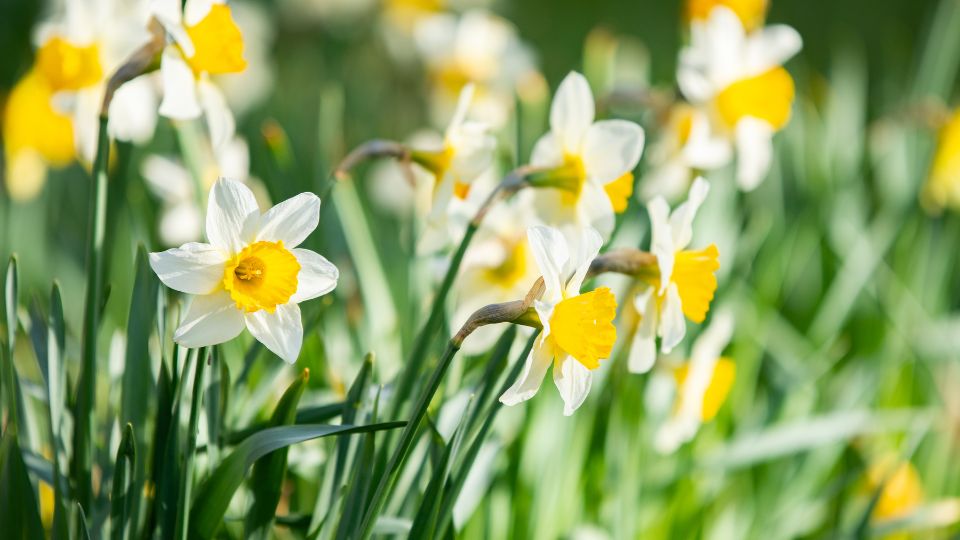Narzissen (Narcissus) Weiß-gelbe Narzissen blühen in einem sonnigen Garten.