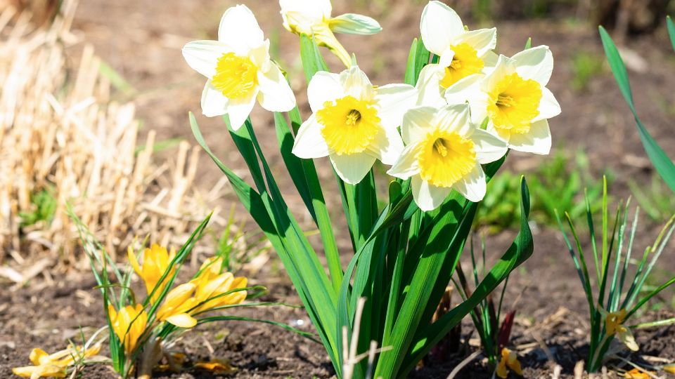 Narzissen (Narcissus) Eine Gruppe von weißen und gelben Narzissen blüht im Garten.
