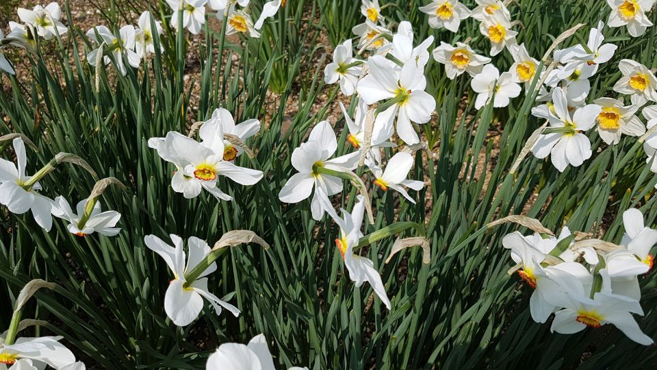 Narzissen (Narcissus) Weiße Narzissen mit gelben Trompeten in einem Gartenbeet.