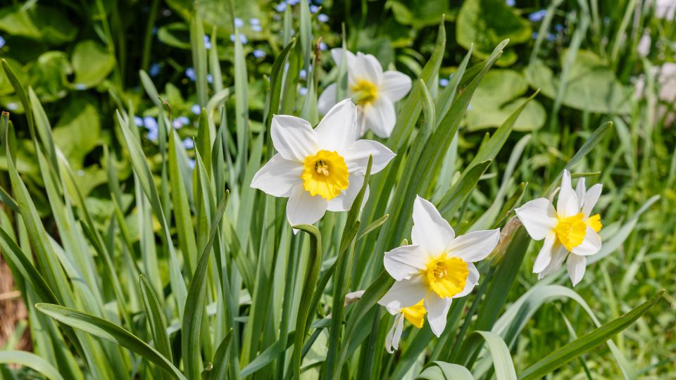 Narzissen (Narcissus) Weißer Narziss mit gelbem Zentrum, umgeben von grünem Laub im Garten.