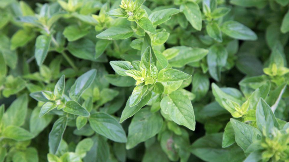 Oregano (Origanum) Frisches Oregano mit leuchtend grünen Blättern in einem Garten.